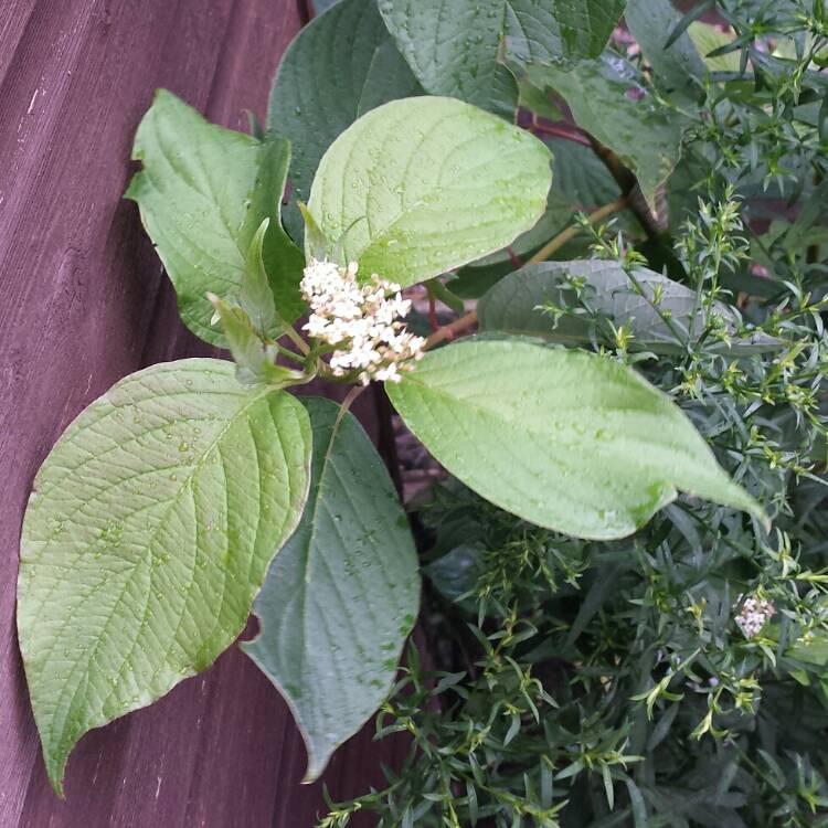 plant image 828160 plant image 828160