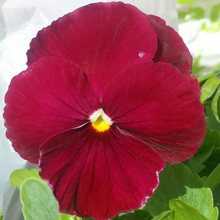 Plant image Viola x wittrockiana 'Raspberry Sundae'