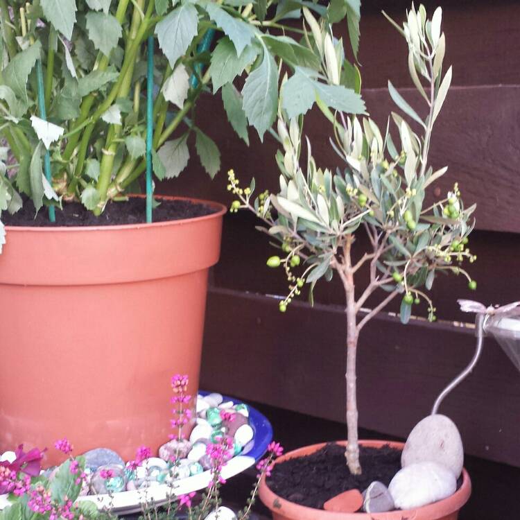plant image 829573