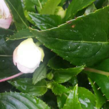 Impatiens hawkerii