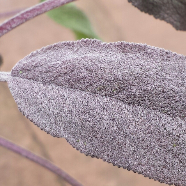 plant image 835407