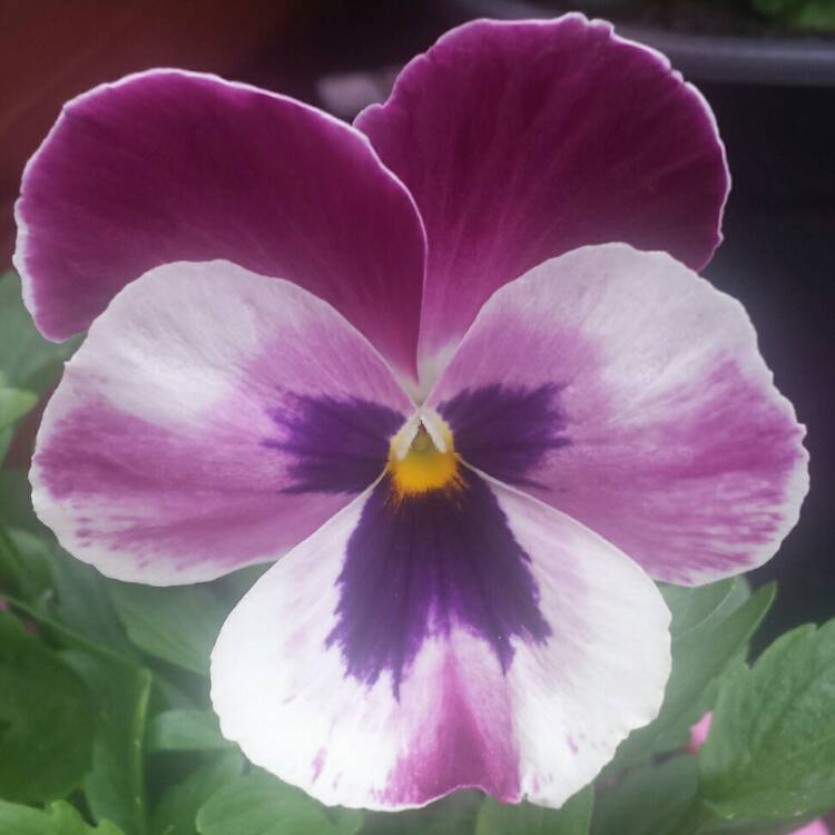 plant image 837136 plant image 837136