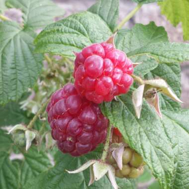 Rubus idaeus