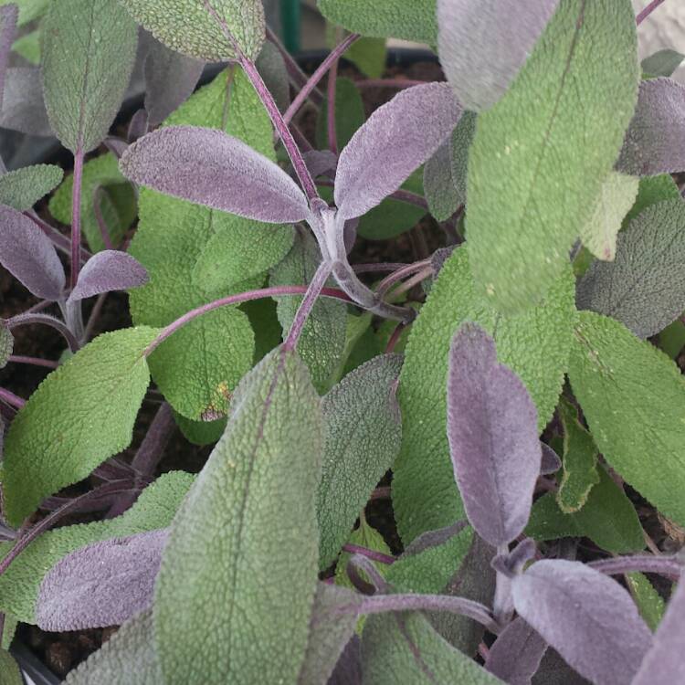 plant image 843680