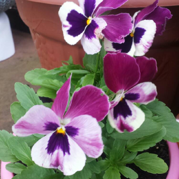 plant image 843731 plant image 843731