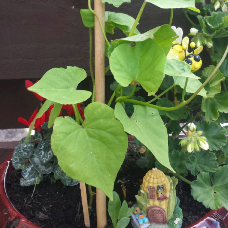 plant image 843754 plant image 843754