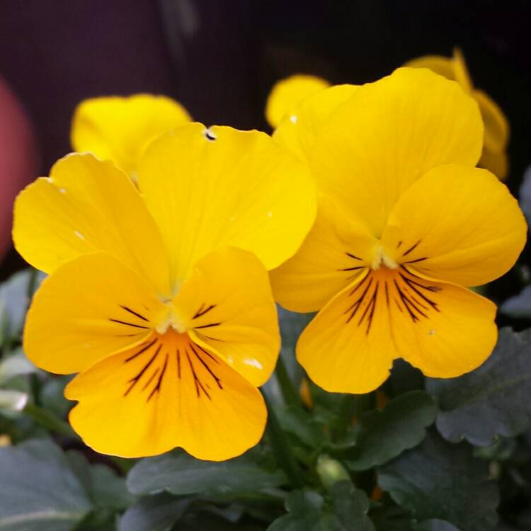 plant image 855039 plant image 855039
