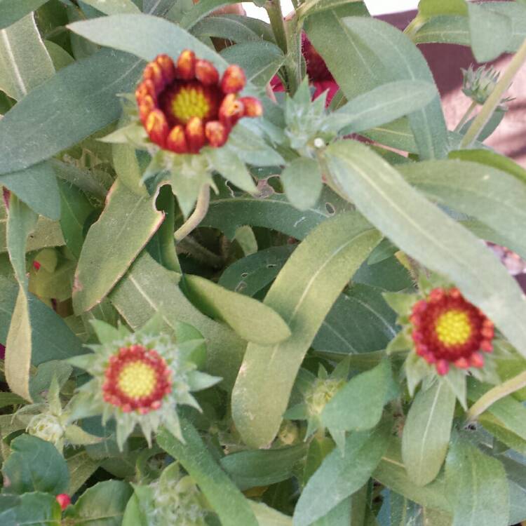 plant image 855218 plant image 855218