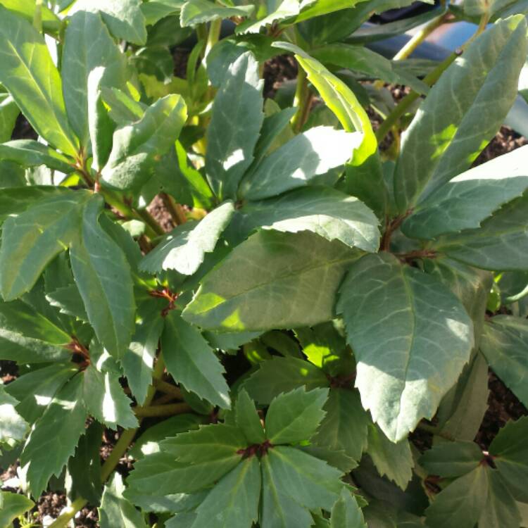 plant image 855225 plant image 855225