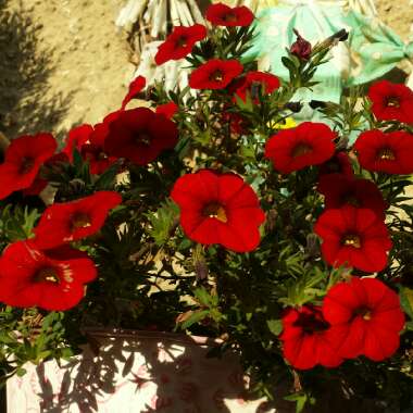 Calibrachoa Cabaret 'Dark Rose'