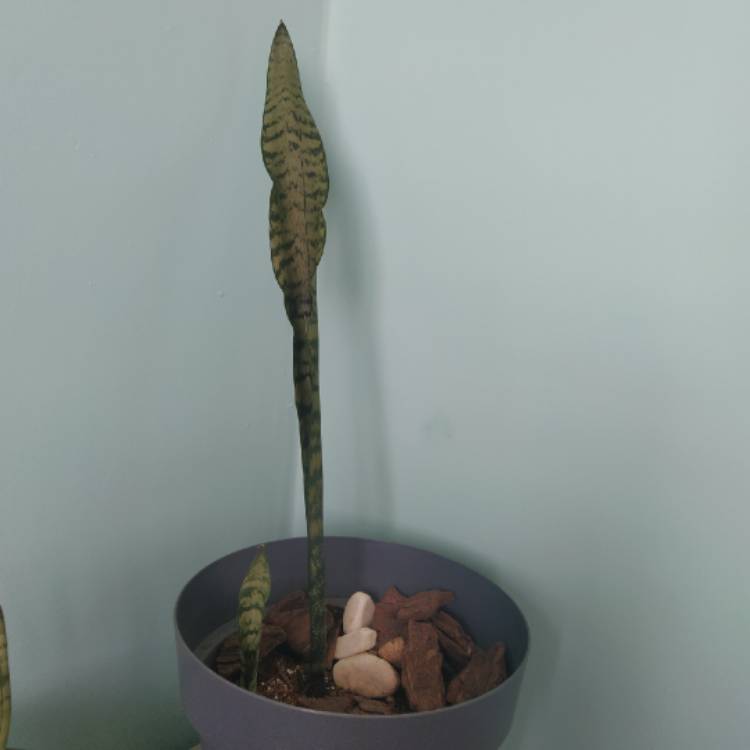 Plant image Sansevieria Black Coral