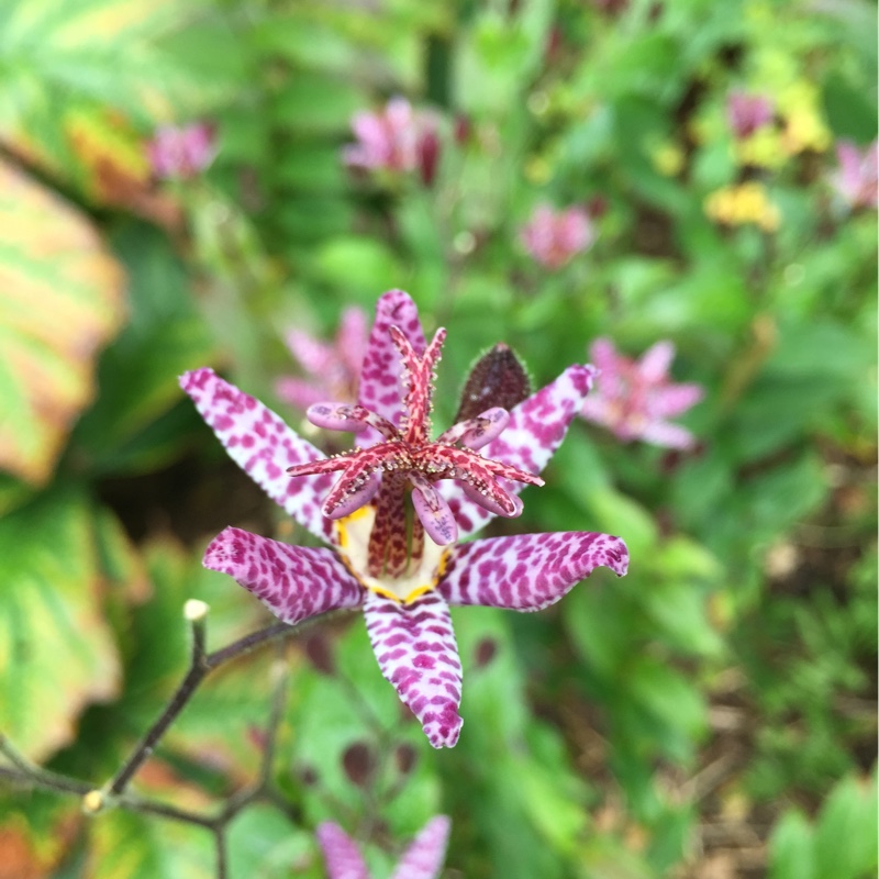Plant image Tricyrtis formosana 'Pink Freckles'