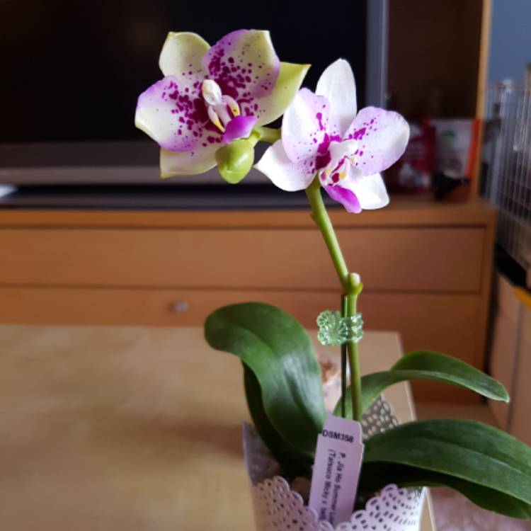 plant image 1110150