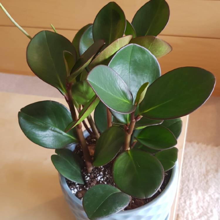 plant image 1128576