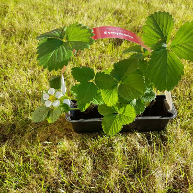 Plant image Fragaria virginiana