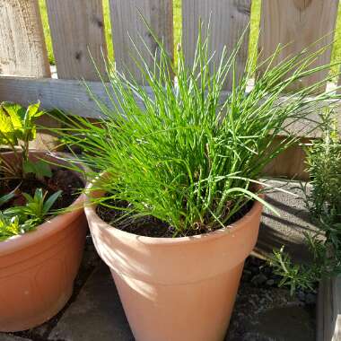 Chives