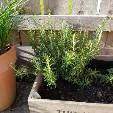 Rosemary