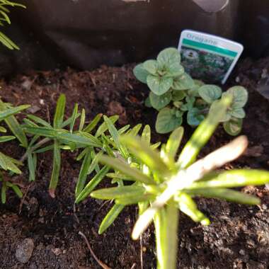 Oregano