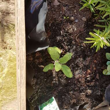 Garden Sage