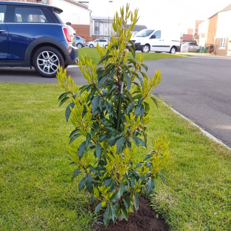 Plant image Prunus lusitanica 'Angustifolia'