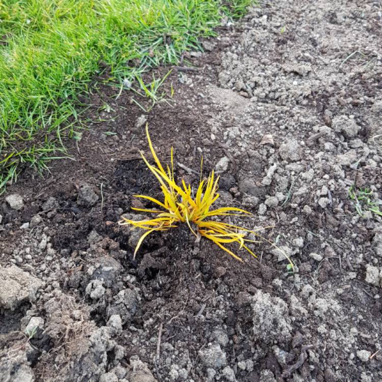 plant image 364250