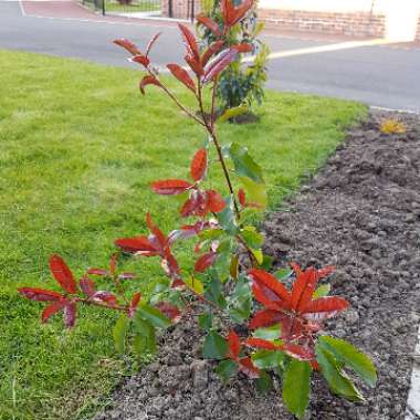 Photinia 'Red Robin'