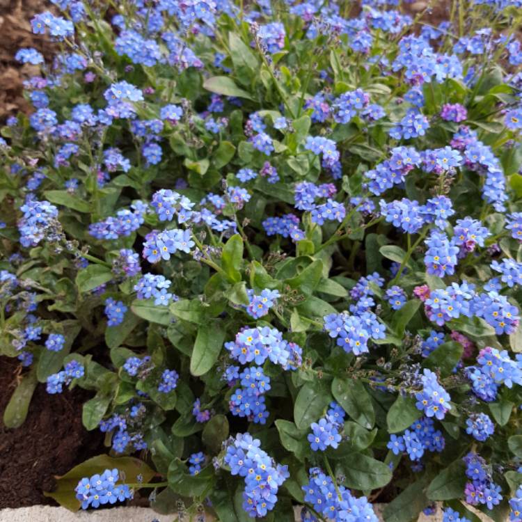 Plant image Myosotis 'Sylvia Blue'