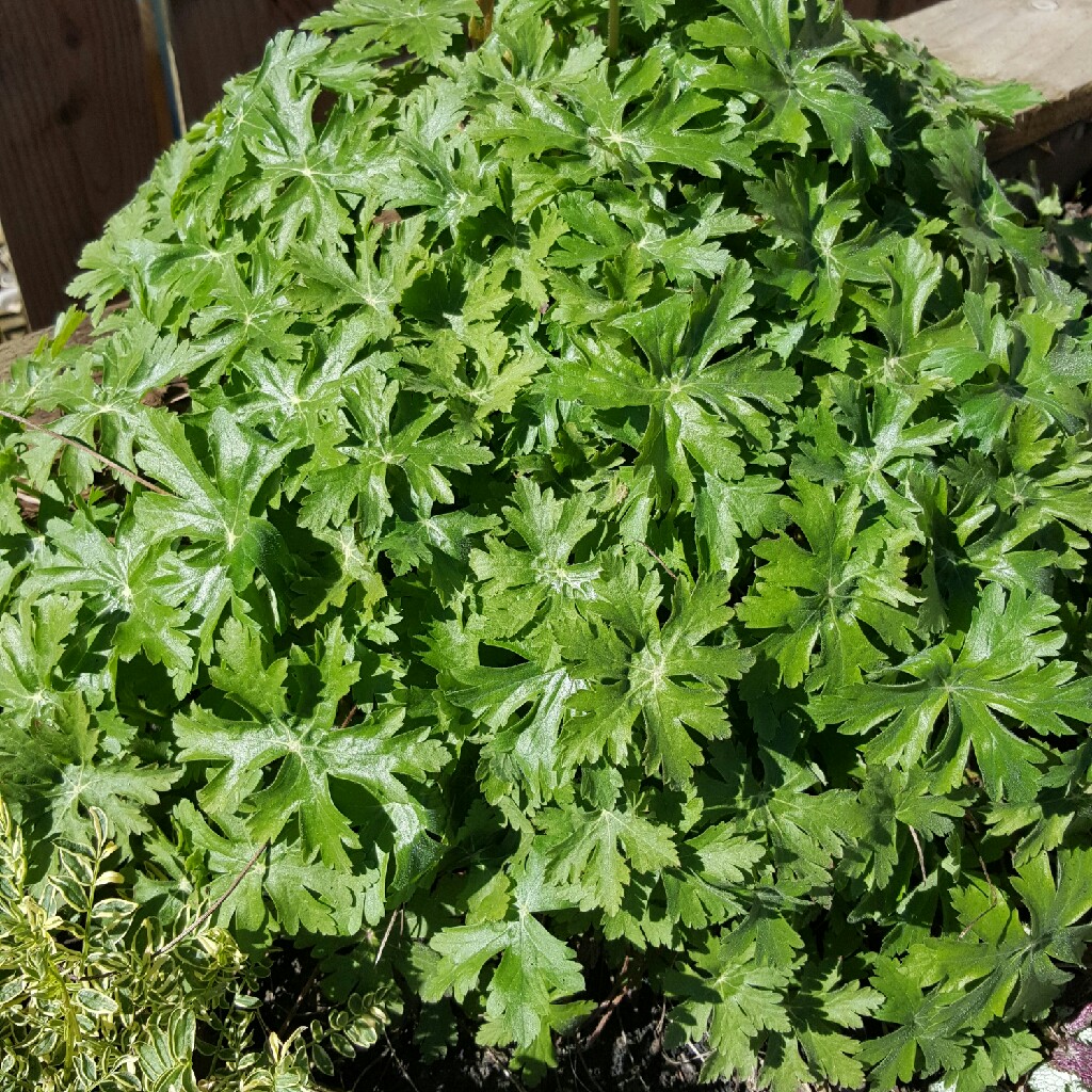 plant image 37860