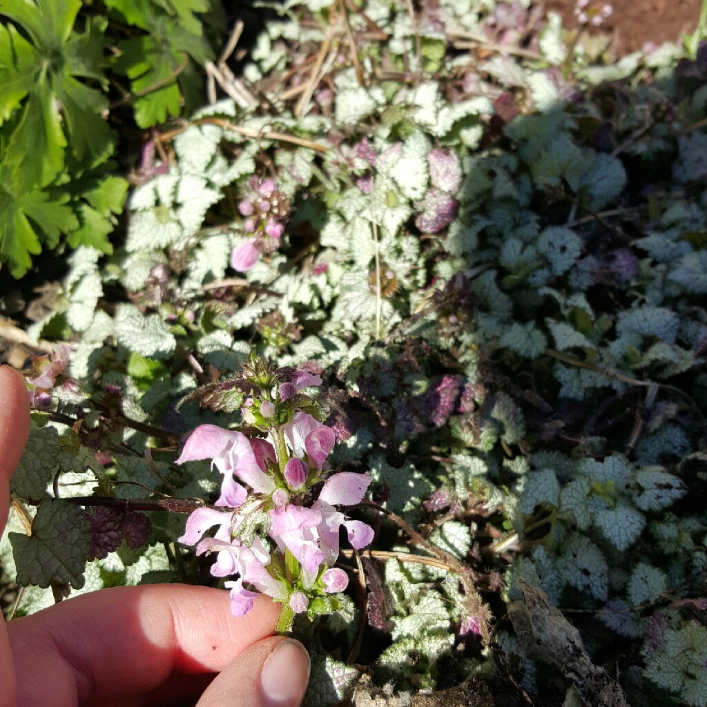 Plant image Lamium album