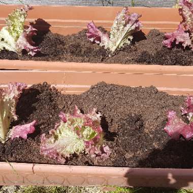 Lettuce 'Lollo Rossa' (Leafy/Looseleaf)