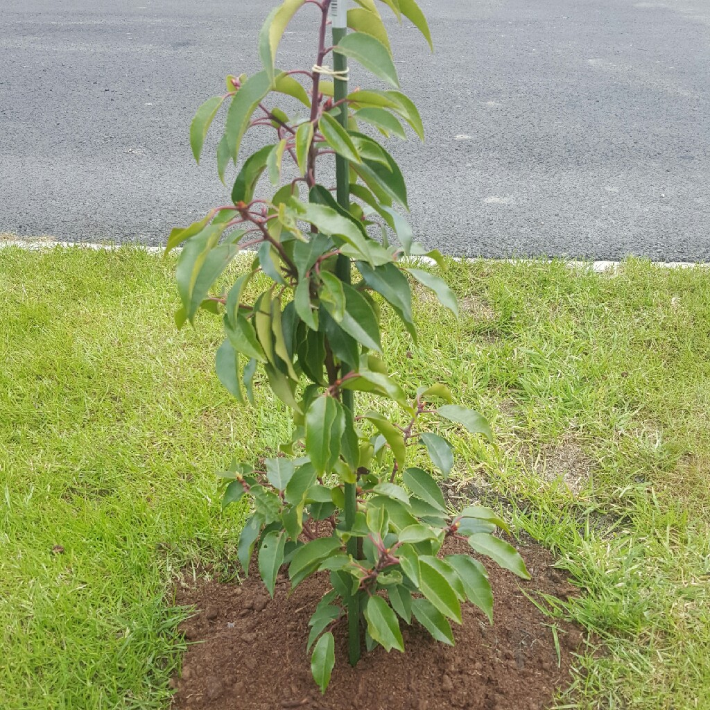plant image 51957
