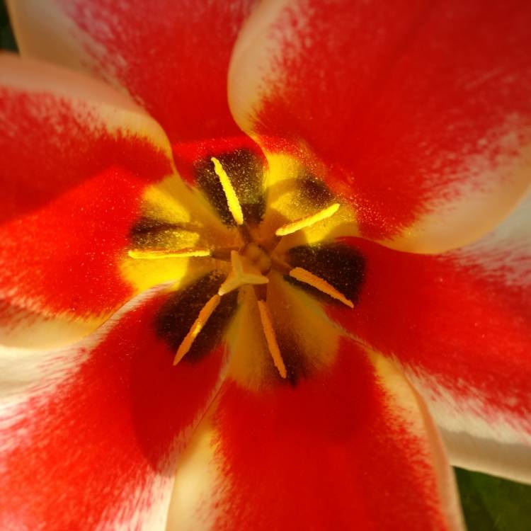 Plant image Tulipa 'Pinocchio'