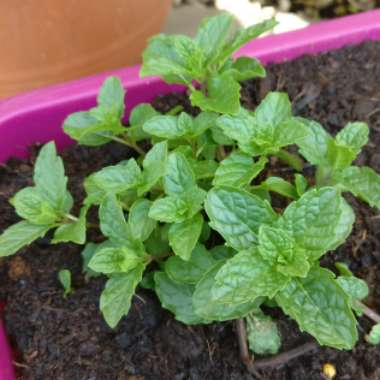 Mentha spicata var. crispa 'Moroccan'