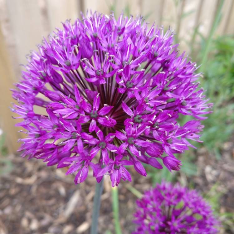 plant image 1049515 plant image 1049515