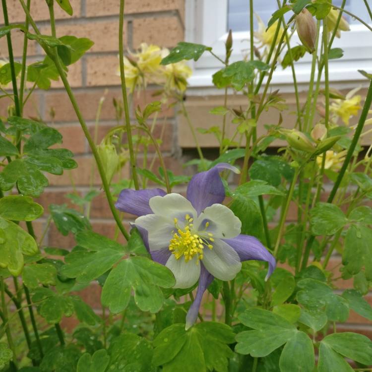 plant image 1066412