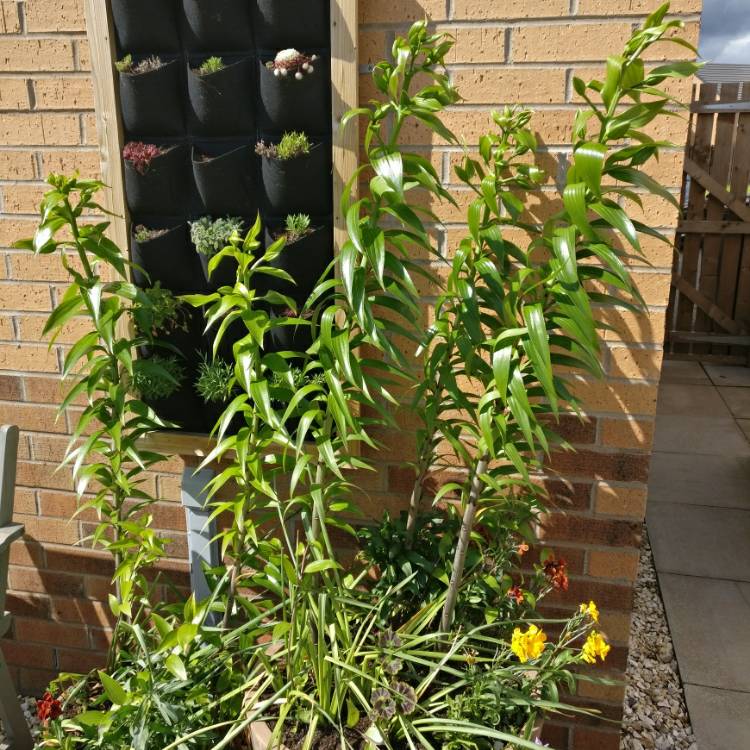 plant image 1081923 plant image 1081923