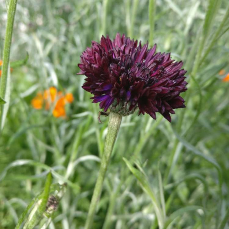 Plant image Centaurea cyanus 'Black Ball'