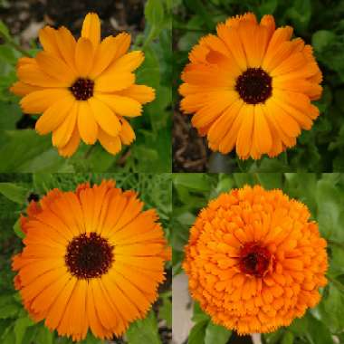 Calendula officinalis 'Indian Prince'