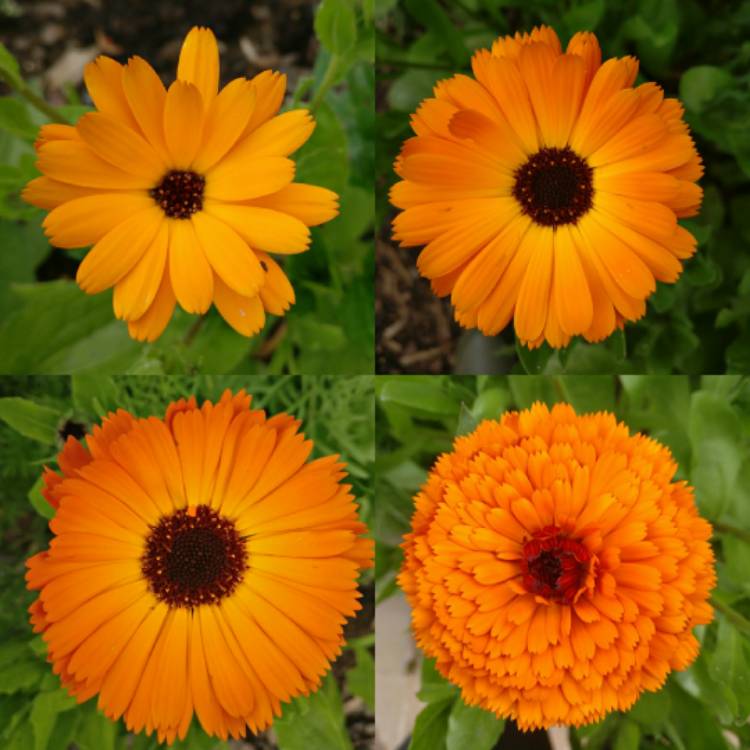 plant image 1086575 plant image 1086575