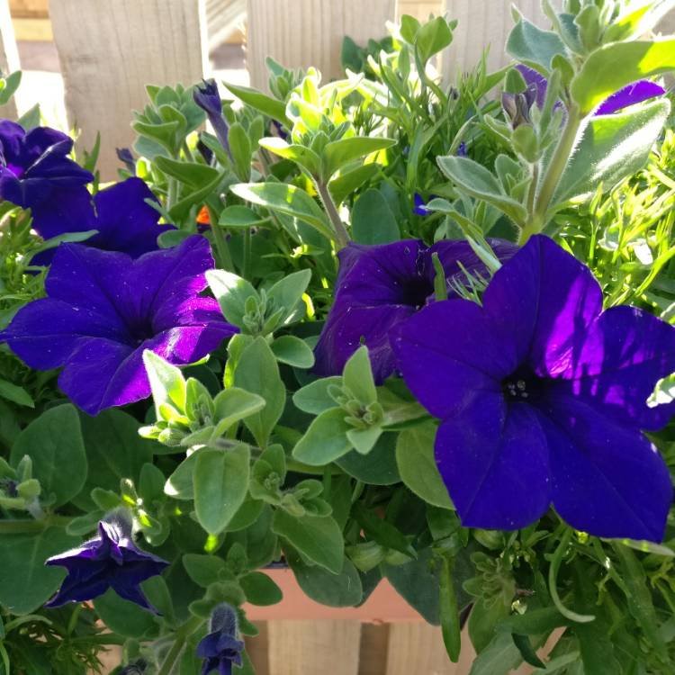Plant image Petunia 'Fanfare Deep Blue'