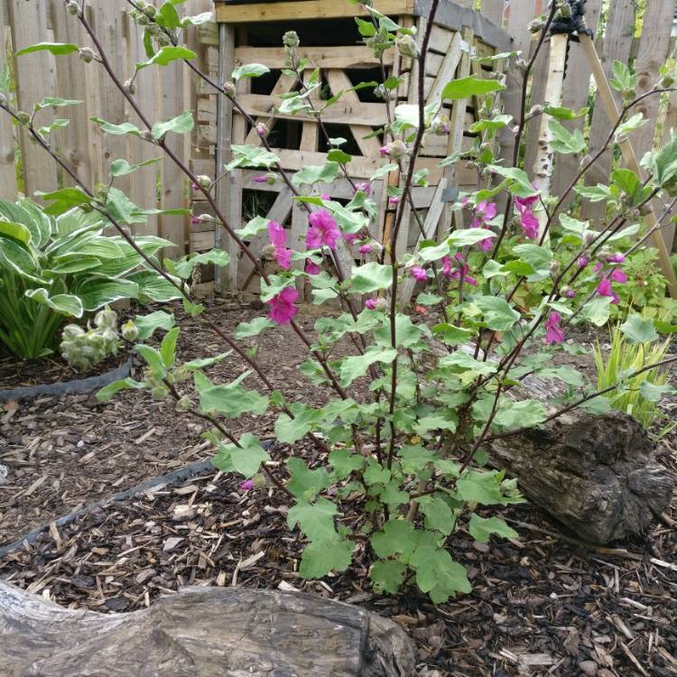 plant image 1101154