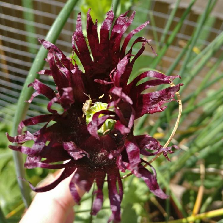 Plant image Papaver somniferum 'Black Swan'