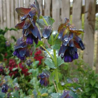 Cerinthe major 'Purpurescens'