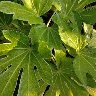 Fatsia japonica 'Spider's Web'