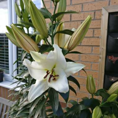 Lilium 'Pretty Woman'