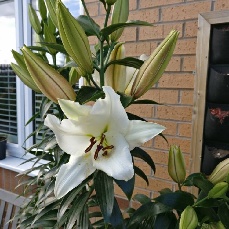 plant image 1118179 plant image 1118179