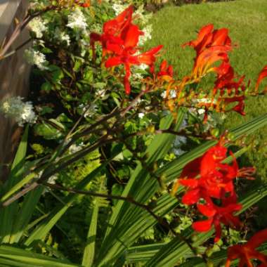 Crocosmia 'Lucifer'