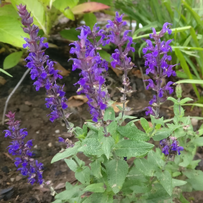 Plant image Salvia x superba