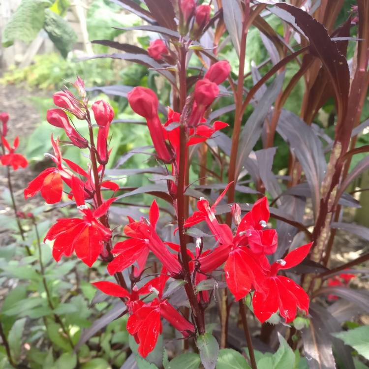 Plant image Lobelia x speciosa 'Starship Scarlet'
