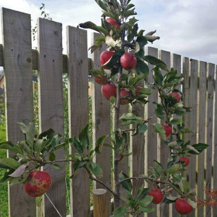 plant image 1159805